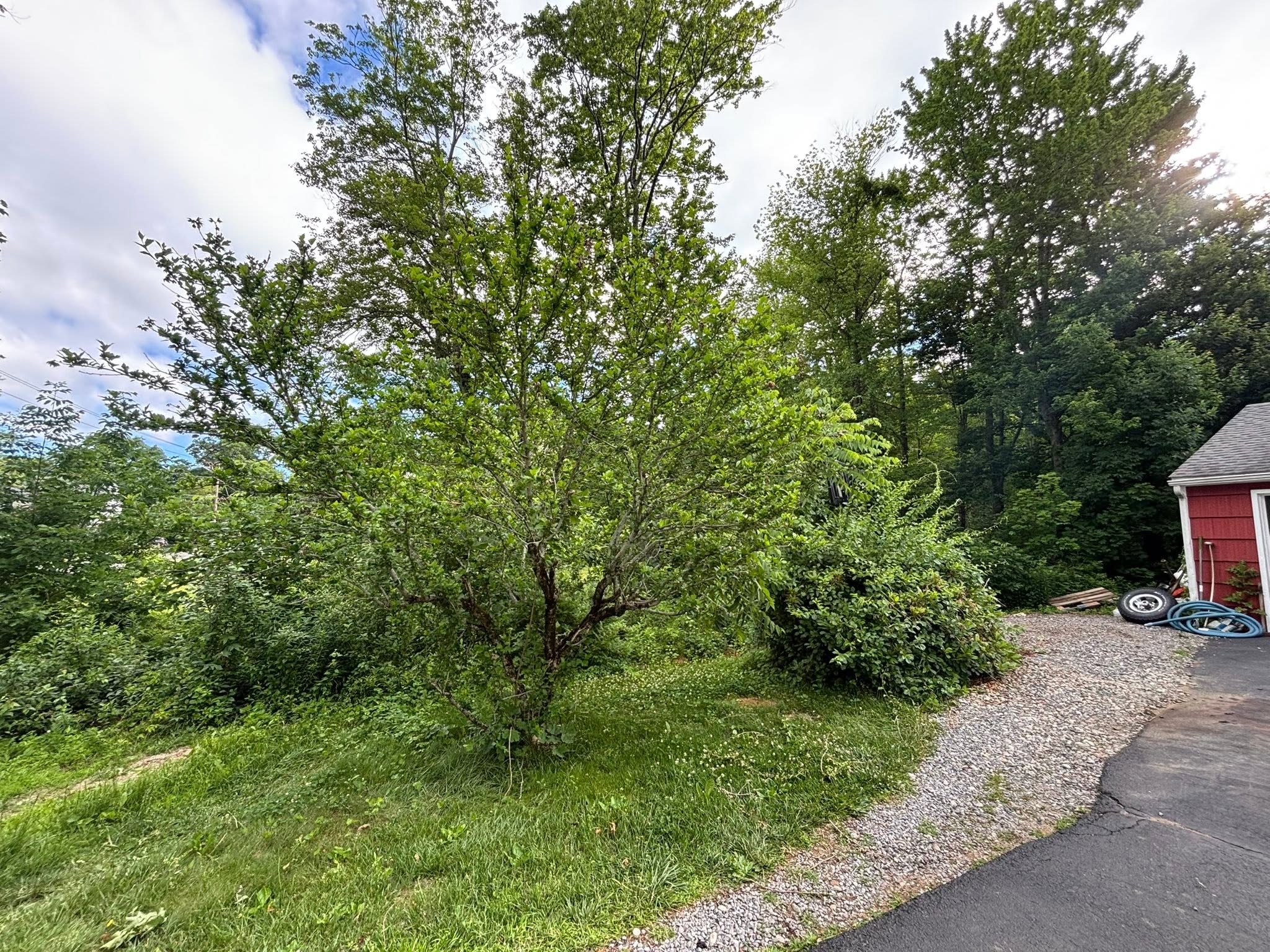 Before photo — shrubs and stumps across the full clearing area